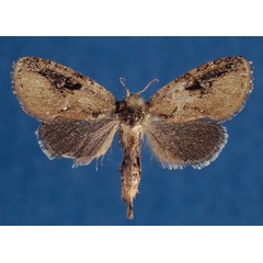 /filer/webapps/moths/media/images/C/cliftoni_Ortharbela_HT_NHMO_Vq5b9Kp.jpg