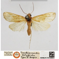 /filer/webapps/moths/media/images/P/polysticta_Pseudomicrodes_HT_NHMUK.jpg