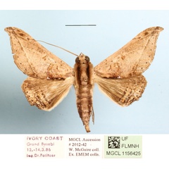 /filer/webapps/moths/media/images/T/tavetensis_Ogovia_A_MGCLa_01.JPG