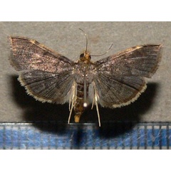 /filer/webapps/moths/media/images/I/indicata_Omiodes_A_Goffa_02.jpg