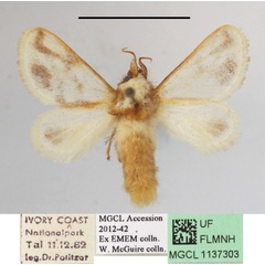 /filer/webapps/moths/media/images/S/syngrapha_Parapluda_A_MGCLa_01.JPG