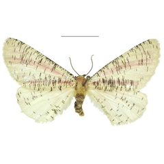 /filer/webapps/moths/media/images/R/roseovittata_Nothabraxas_AF_RMCA.jpg