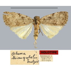 /filer/webapps/moths/media/images/T/triangulalis_Celama_HT_MNHN.jpg