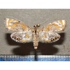 /filer/webapps/moths/media/images/P/perirrorata_Nymphicula_A_Goffa_01.jpg