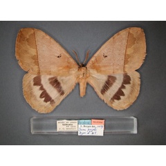 /filer/webapps/moths/media/images/P/pujoli_Jana_HT_RMCA_01.jpg