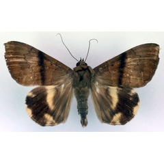 /filer/webapps/moths/media/images/V/virga_Achaea_PT_RMCA_03.jpg