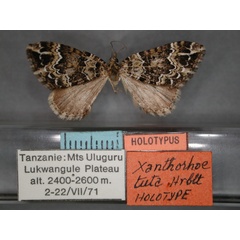 /filer/webapps/moths/media/images/T/tuta_Xanthorhoe_HT_RMCA_01.jpg