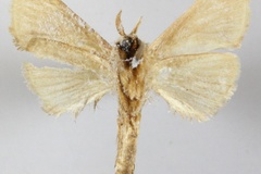 Metarbela stivafer