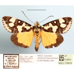 /filer/webapps/moths/media/images/C/confluens_Paraegocera_A_MGCLa_01.JPG