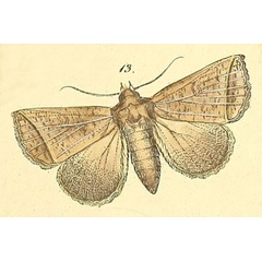 /filer/webapps/moths/media/images/A/andersoni_Pantydia_Felder_115_13.jpg