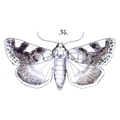 /filer/webapps/moths/media/images/U/umbrigera_Acontia_HT_Felder_1875_108-34.jpg