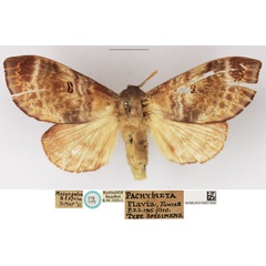 /filer/webapps/moths/media/images/F/flavia_Pachymeta_PLTF_NHMUK_01.jpg
