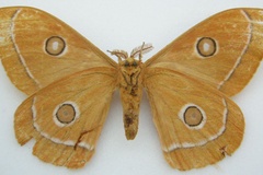 Bunaeopsis vau