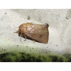 /filer/webapps/moths/media/images/S/saturata_Birthama_A_Goff_01.jpg