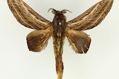 Grellada imitans