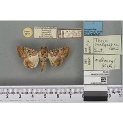 /filer/webapps/moths/media/images/M/malgassica_Thria_PTM_BMNHa.jpg