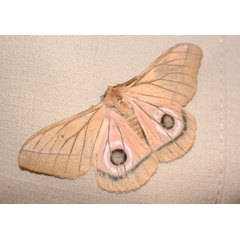 /filer/webapps/moths/media/images/H/hecate_Gonimbrasia_AM_Bakary_01.jpg
