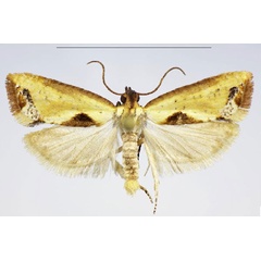 /filer/webapps/moths/media/images/S/suffusicosta_Phalarocarpa_PTM_NHMO_WEK8kWM.jpg