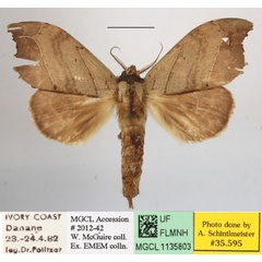 /filer/webapps/moths/media/images/A/angulata_Pseudobarobata_A_MGCL_01.JPG