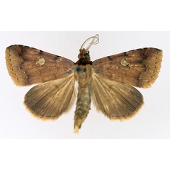 /filer/webapps/moths/media/images/P/poderis_Plecoptera_AM_TMSA_02.jpg