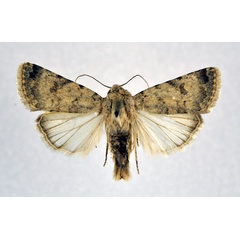 /filer/webapps/moths/media/images/A/africarabica_Caradrina_AM_NHMO_01.jpg