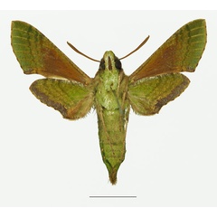/filer/webapps/moths/media/images/M/medea_Basiothia_AF_Basquinb.jpg