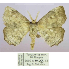 /filer/webapps/moths/media/images/A/adam_Ectropa_HT_ZSM_cOyU4XG.jpg