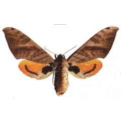 /filer/webapps/moths/media/images/B/biokoensis_Pseudoclanis_AF_EMEM.jpg