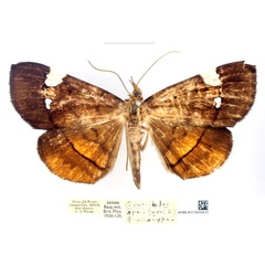 /filer/webapps/moths/media/images/A/albiplagiata_Gracilodes_AT_BMNH_8CGUxz1.jpg