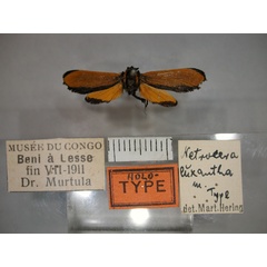 /filer/webapps/moths/media/images/E/euxantha_Netrocera_A_RMCA_01.jpg