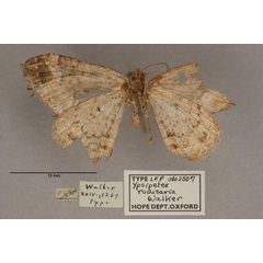 /filer/webapps/moths/media/images/R/rudisaria_Ypsipetes_HT_OUMNH_02.jpg