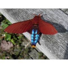 /filer/webapps/moths/media/images/N/nysa_Gonometa_AM_Coppens_01.jpg