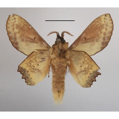 /filer/webapps/moths/media/images/A/arnoldi_Morongea_AM_MGCLb_01.JPG