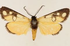 Caffricola kenyensis