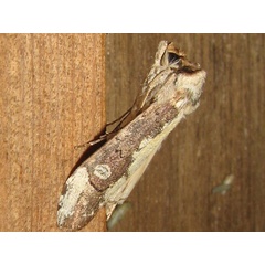 /filer/webapps/moths/media/images/C/castanea_Scranciola_A_Goff_01.jpg