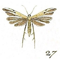 /filer/webapps/moths/media/images/M/microdactyla_Adaina_Hubner_27.jpg