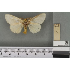 /filer/webapps/moths/media/images/T/titania_Euproctis_LT_BMNHa.jpg