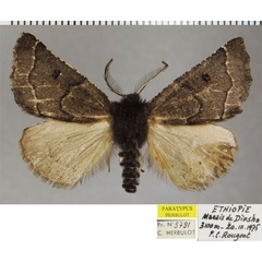 /filer/webapps/moths/media/images/P/protecta_Odontopera_PTM_ZSM_01.jpg