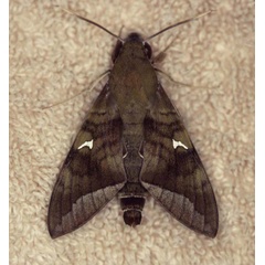 /filer/webapps/moths/media/images/C/comma_Nephele_A_Roland_01.jpg