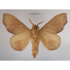 /filer/webapps/moths/media/images/A/angulata_Gonobombyx_AM_MGCLb_01.jpg