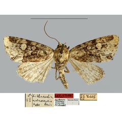 /filer/webapps/moths/media/images/A/awassensis_Lithacodia_HT_MNHN.jpg