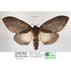 /filer/webapps/moths/media/images/M/morosa_Eutricha_AF_MGCLa_01.JPG