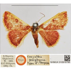 /filer/webapps/moths/media/images/P/porphyrea_Corgatha_HT_NHMUK.jpg