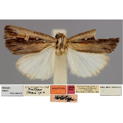 /filer/webapps/moths/media/images/T/tamsi_Matopo_HT_RMCA_01.jpg