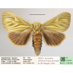 /filer/webapps/moths/media/images/G/galbina_Antheua_A_MGCLa_01.JPG