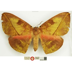 /filer/webapps/moths/media/images/S/splendida_Acrojana_HT_NHMUK.jpg