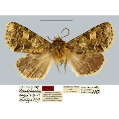 /filer/webapps/moths/media/images/S/sogai_Pseudelaeodes_HT_MNHN.jpg