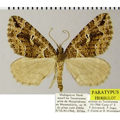 /filer/webapps/moths/media/images/L/lacrimans_Haplolabida_PTM_ZSMa.jpg