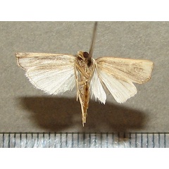 /filer/webapps/moths/media/images/I/inornata_Ancylolomia_A_Goffb_01.jpg