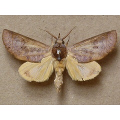 /filer/webapps/moths/media/images/A/avimolestum_Hemiceratoides_A_Butler.jpg